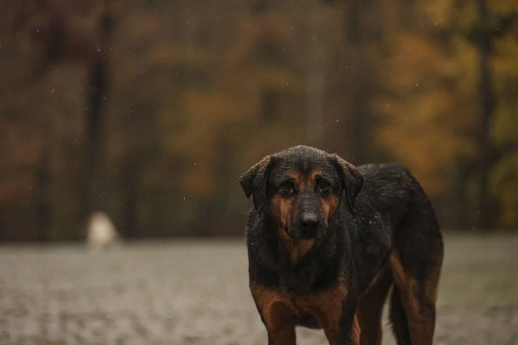 Sonbaharın renkleri İstanbul'u sardı 8